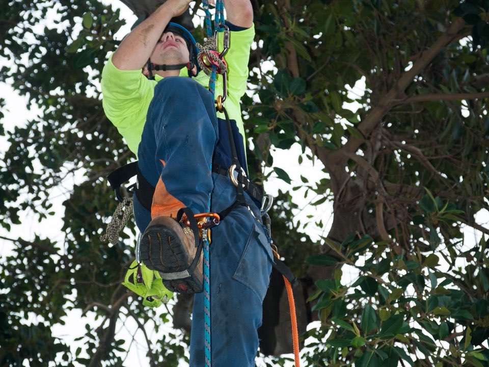 Qualified arborist working in a mature tree during a property survey in Carmarthenshire