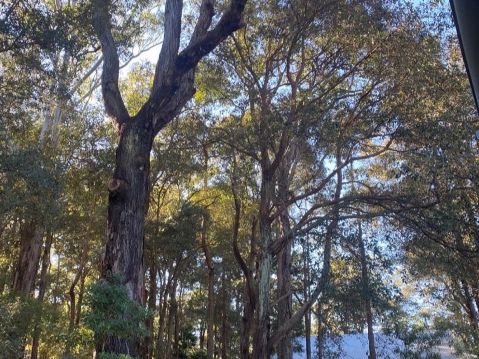 Mature trees in a Carmarthenshire parkland setting due for routine re-inspection